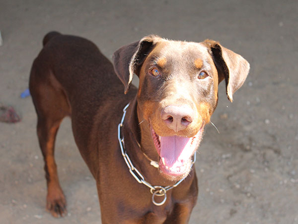 dog