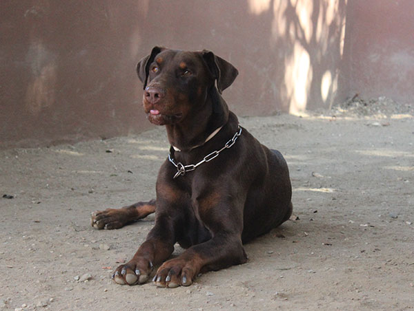 dog