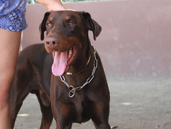 dog