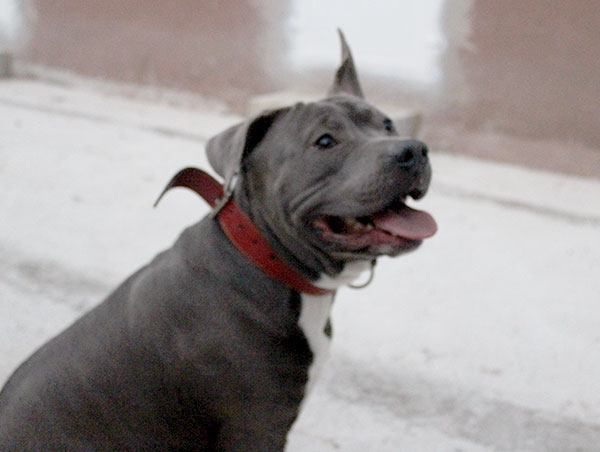 dog