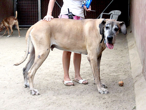 dog