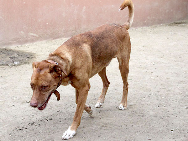 dog