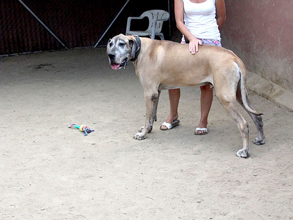 dog