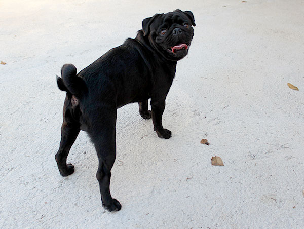 dog