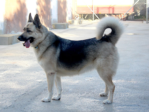 dog