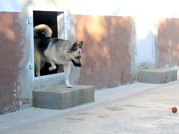 dog