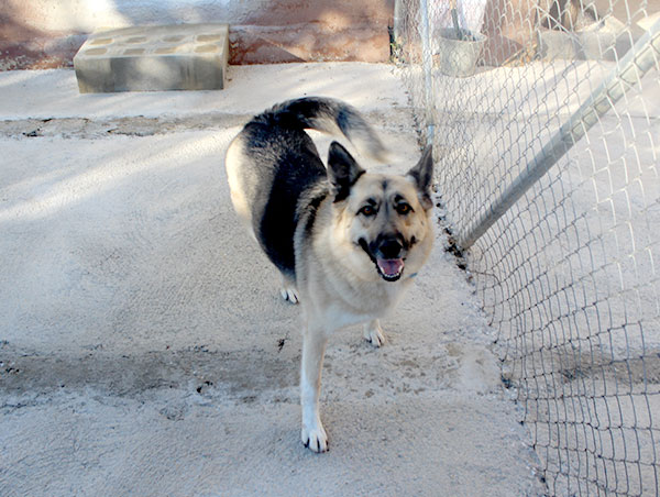 dog
