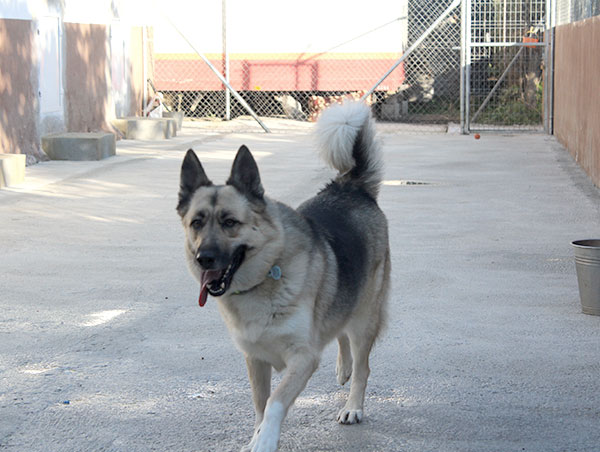 dog