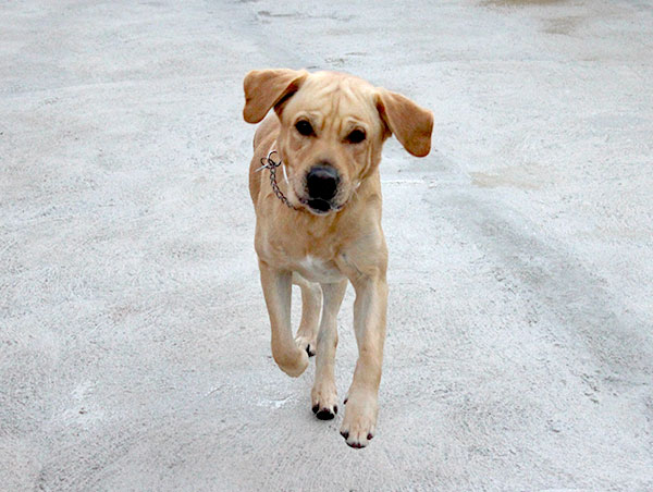 dog