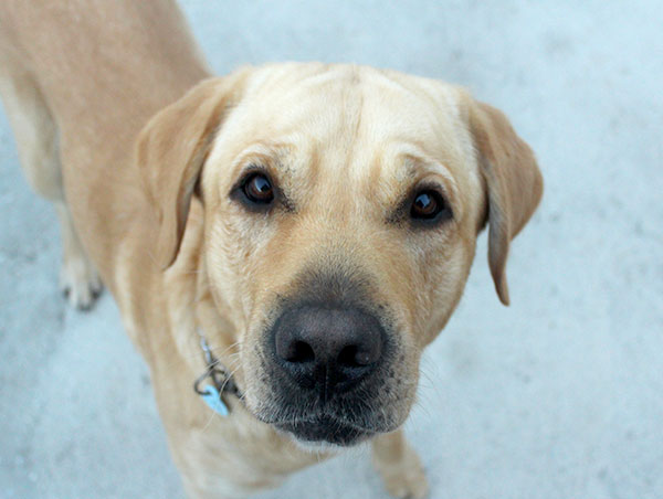 dog