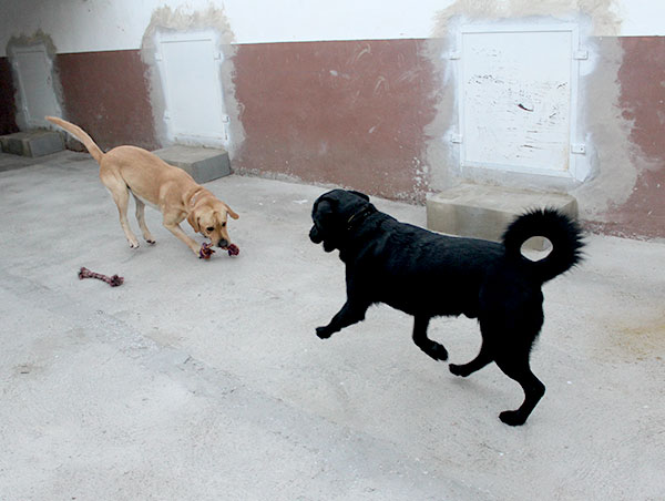 dog