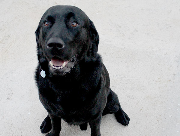 dog