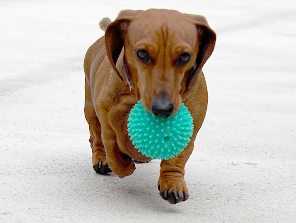 dog