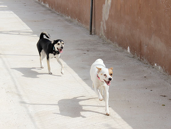 dog