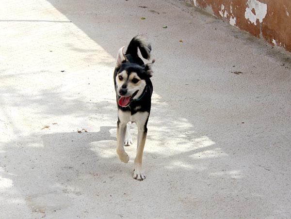 dog