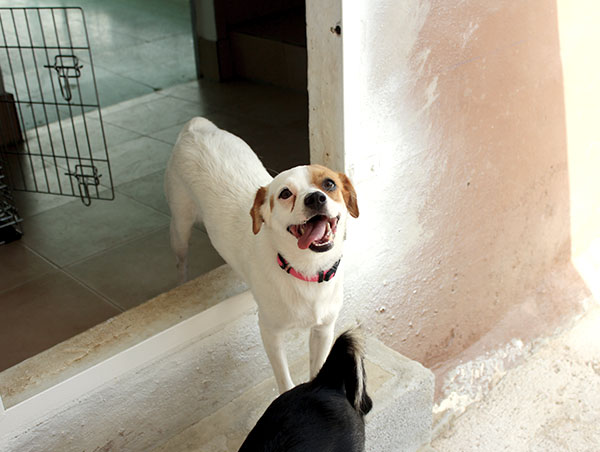 dog