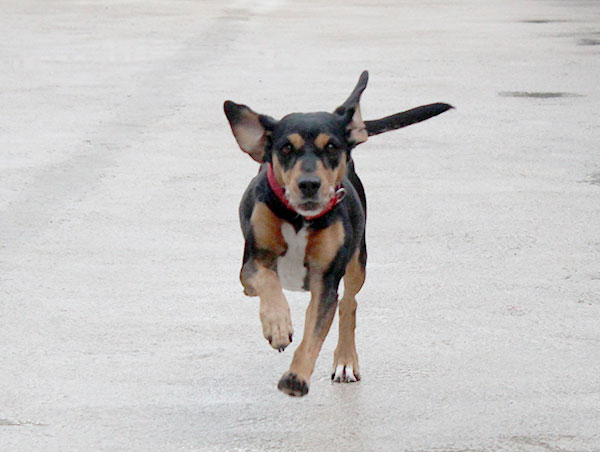 dog