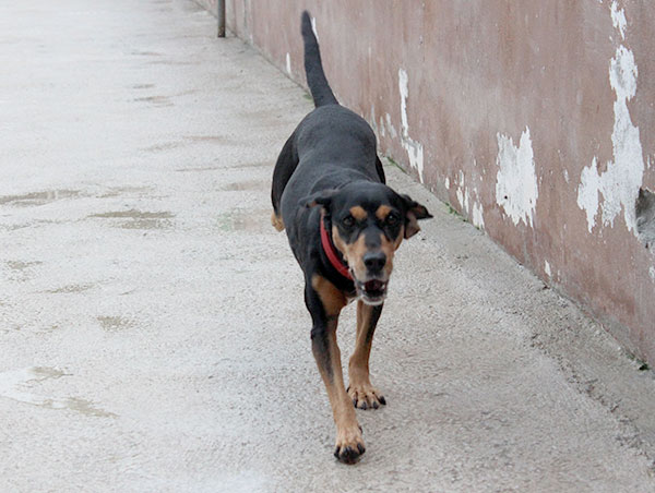 dog