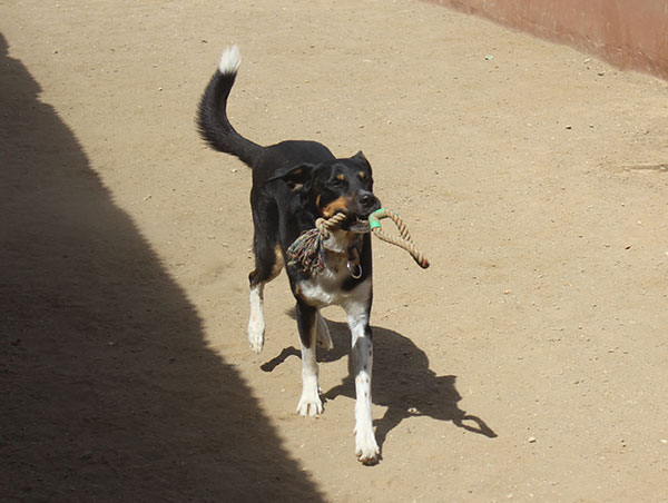 dog