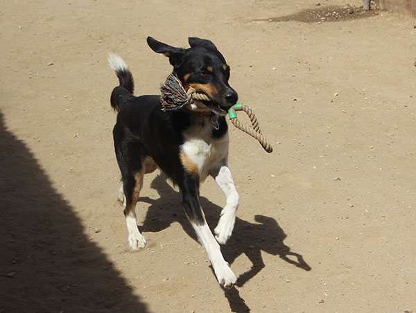 dog