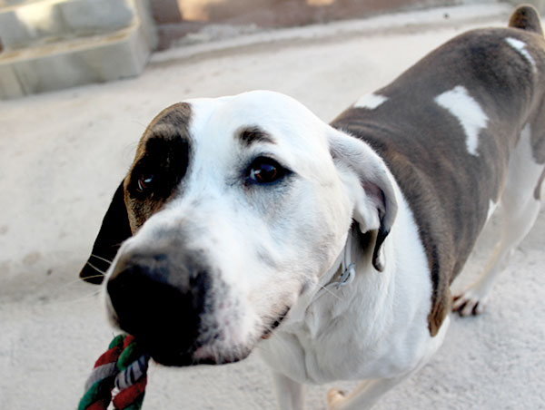 dog