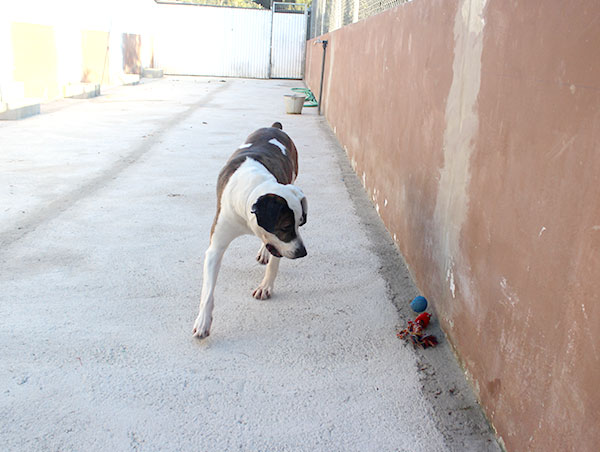 dog