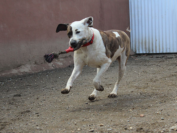 dog