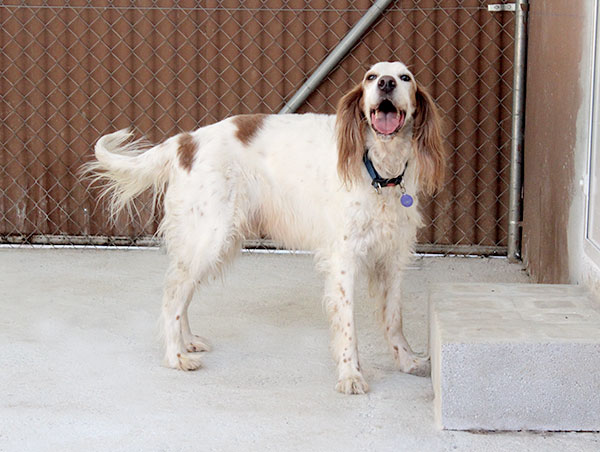 dog