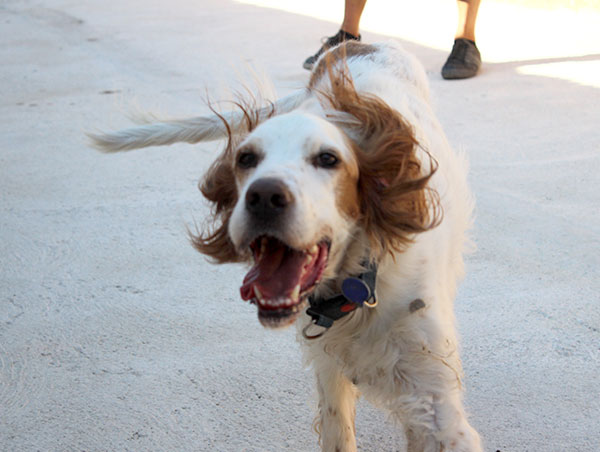 dog
