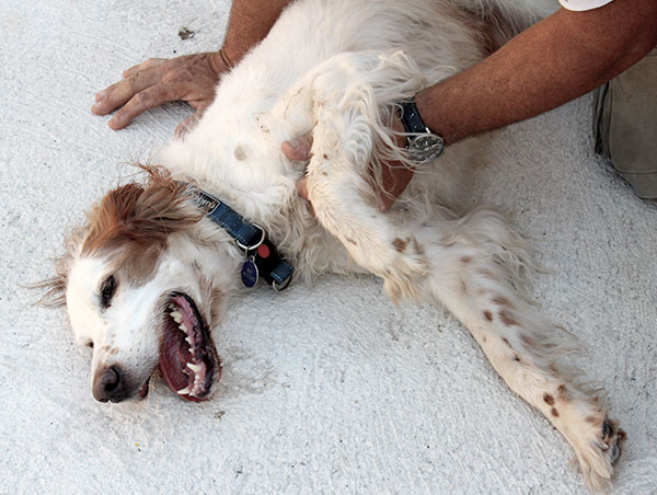 dog