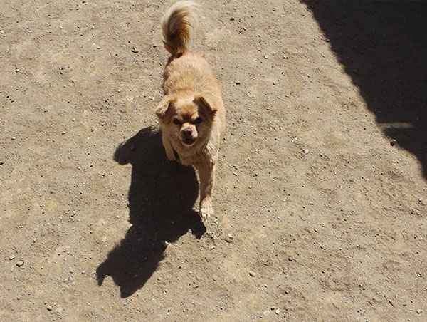 dog