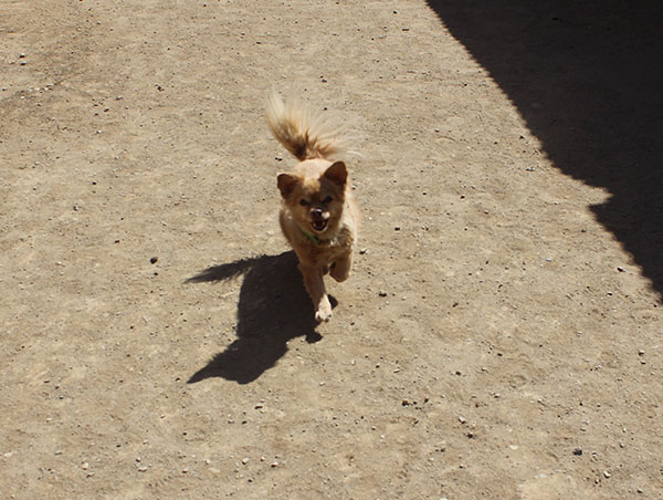 dog