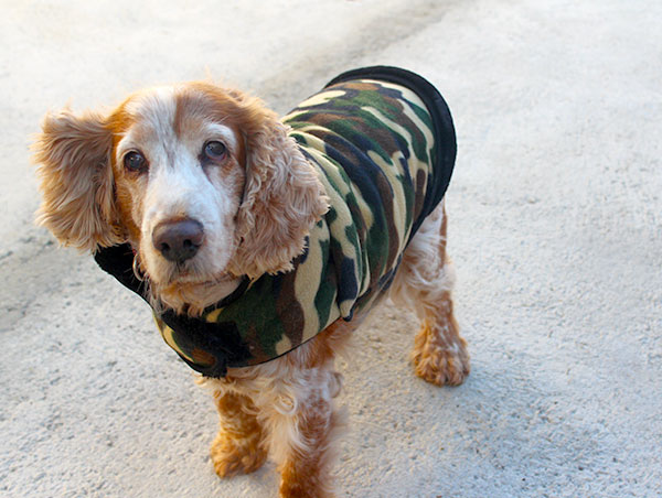 dog