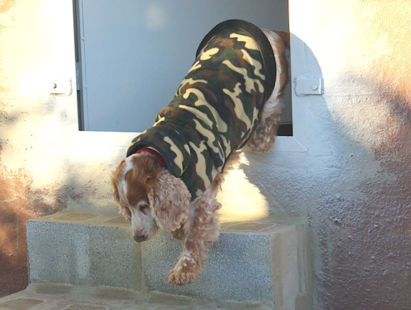 dog