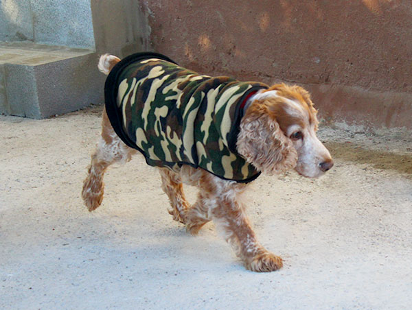 dog
