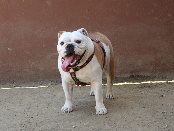 dog