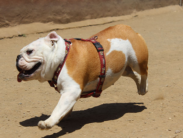 dog