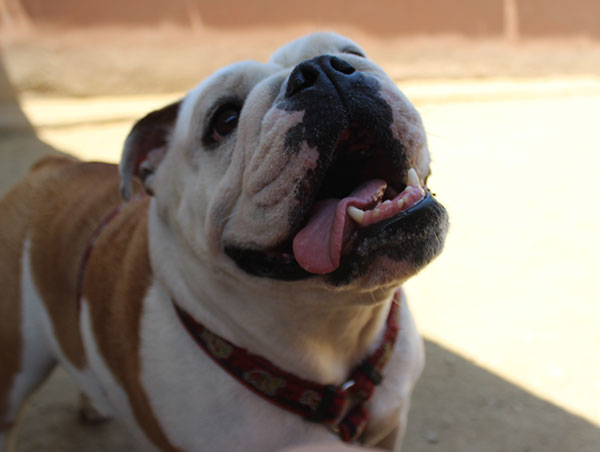 dog