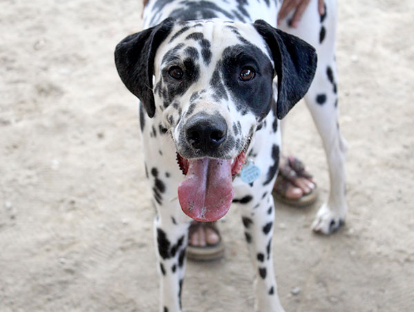 dog