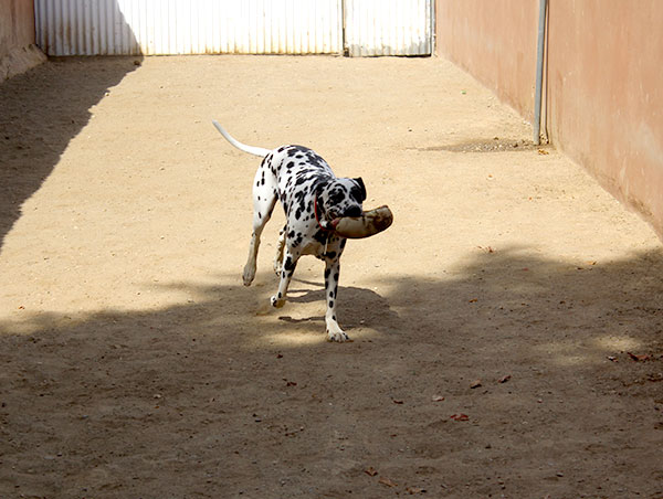 dog