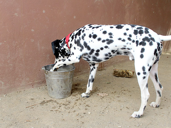 dog