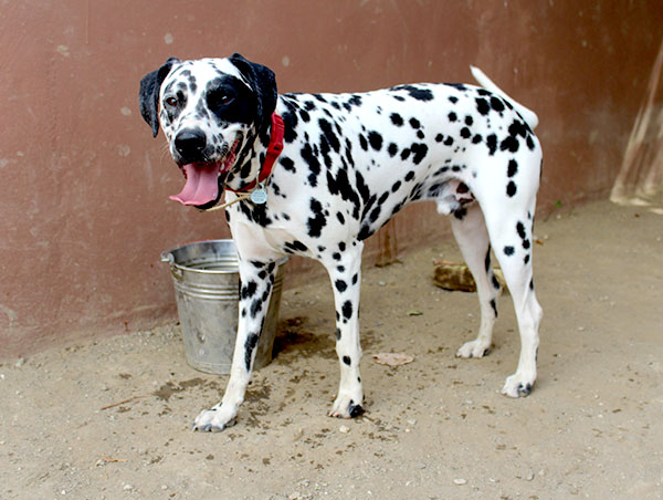 dog