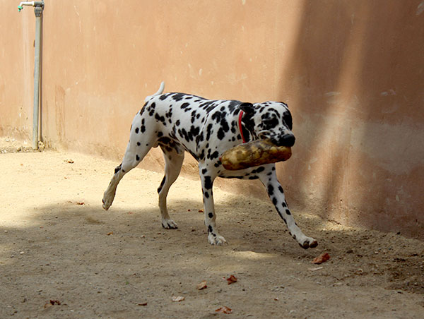 dog