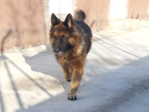 dog