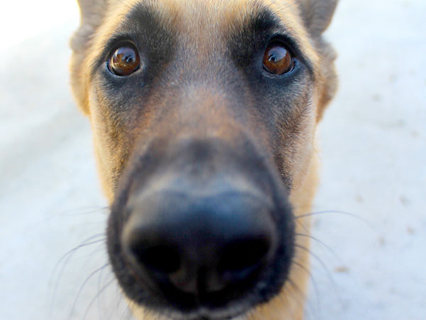dog