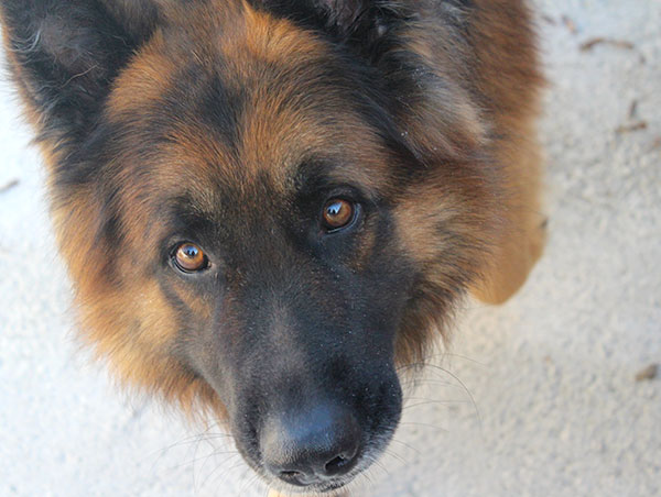 dog
