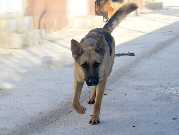 dog