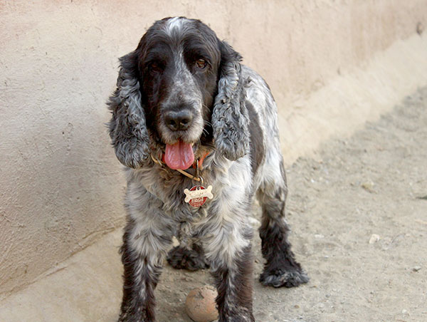 dog