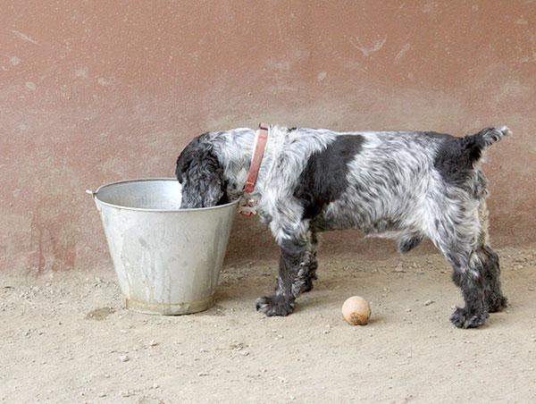 dog