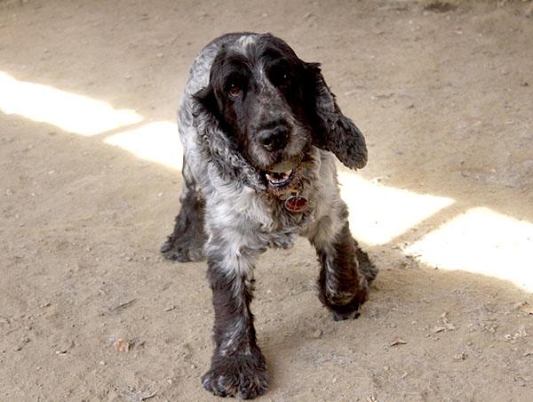 dog